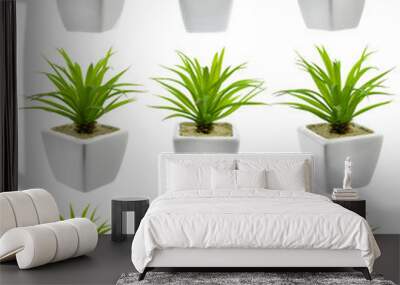 Green plant on a white background in a white pot, isolated. Wall mural