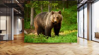 Female brown bear Wall mural