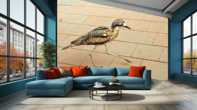 Australia - Burhinus grallarius Wall mural