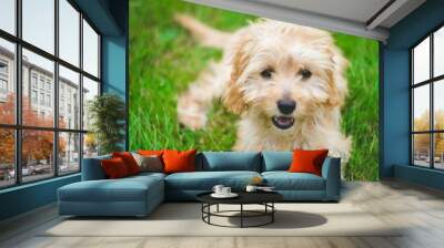 Vertical closeup shot of a cute Cavapoo crossbreed dog sitting on the grass Wall mural