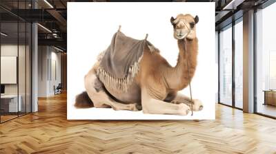 camel on white Wall mural