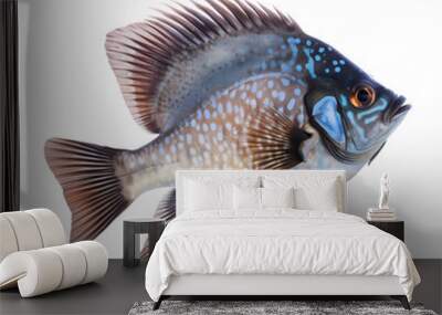 fish isolated on white Wall mural