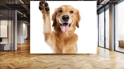 golden retriever giving high five isolated on white Wall mural