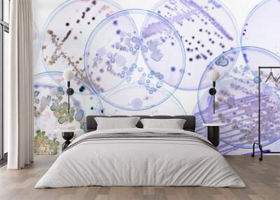 Growing Bacteria in Petri Dishes on agar gel Scientific experiment. Wall mural