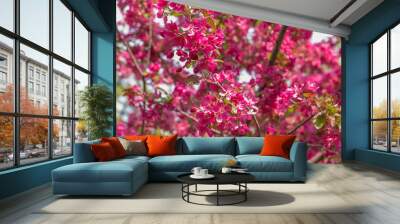 pink flowers in garden Wall mural