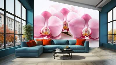 pink beautiful orchid on white background Wall mural