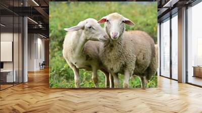 sheep and lamb, love berween two animals Wall mural