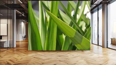 Green grass background Wall mural