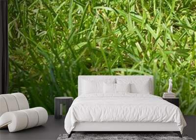 green grass background Wall mural