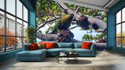 little green parrot on a tree branch Wall mural