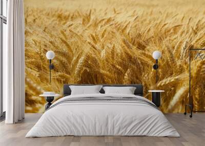 golden wheat field closeup bountiful harvest agricultural abundance theme Wall mural