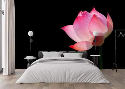 Pink Lotus flower (water lily) isolated on black background with Clipping Paths. Wall mural