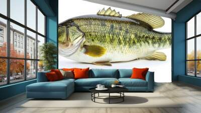 A largemouth bass fish isolated on a white background. Wall mural