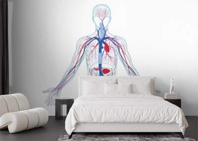 Detailed illustration of cardiovascular system with heart and veins, Circulation, medical diagram Wall mural