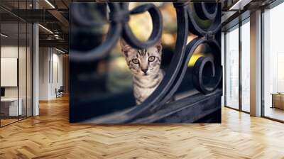 beautiful tabby cat stays on fence Wall mural