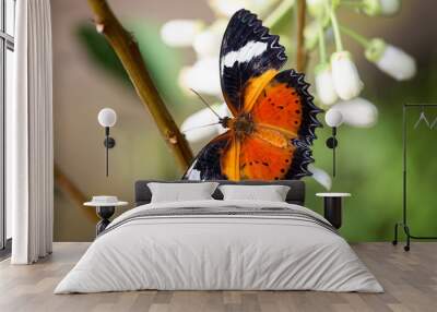 Butterfly with open wings Wall mural