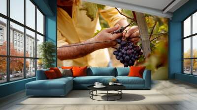 close-up man picking red wine grapes on vine. Wall mural