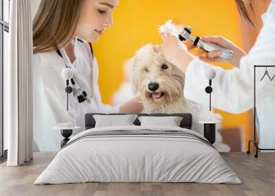 Ear examination of Maltese dog in vet clinic Wall mural