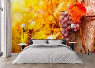 grape on vine Wall mural