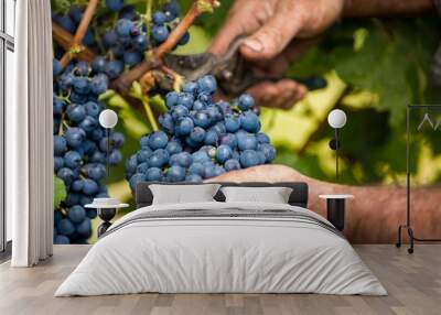 Grapes harvest Wall mural