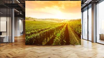 landscape of vineyard Wall mural