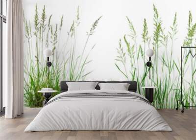 Collection of Nature tall meadows grass isolated on transparent or white background Wall mural