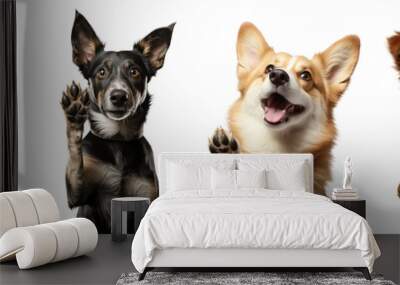 Collection of dogs giving high five isolated on white background Wall mural