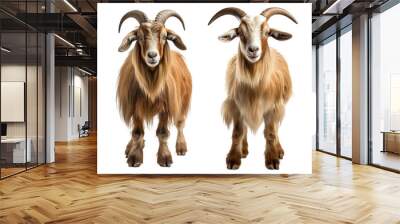 Collection of goats standing and looking at camera isolated on white background Wall mural