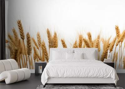 Side view of a field of dry mature autumn spikelets of wheat isolated on transparent or white background Wall mural