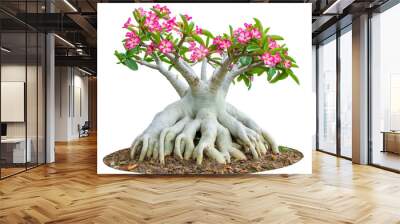 Desert rose or Ping Bignonia flower tree isolated on white Wall mural