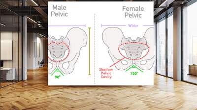 Female, male pelvis structure differences between. Human, man woman skeleton versus. Bone anatomy, shallow pelvic cavity wider, shorter bony. Illustration vector Wall mural