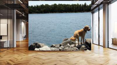 Dog on the beach of river Wall mural