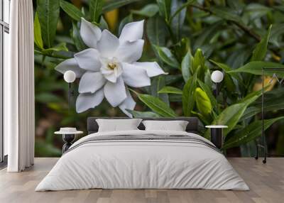 The White Gardenia Wall mural