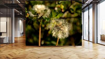 close up of  two ripe  white dandelion blowball. dandelions growing in the grass in a meadow Wall mural