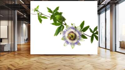 Passiflora (passionflower) with bud isolated on white background. Big beautiful flower. A branch of creepers with a bud. Wall mural