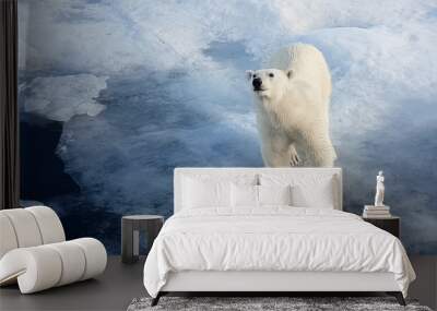 Polar bear on an ice floe. Arctic predator Wall mural