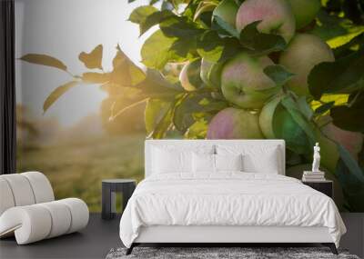 Apples trees in an orchard. Wall mural