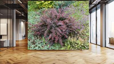 Red leaves of berberis thunbergii, Crimson Pygmy or Japanese barberry in spring garden. Wall mural