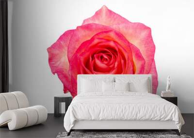 Red rose isolated on the white background Wall mural