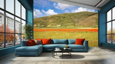 Italy, Umbria, Monti Sibillini, Castelluccio di Norcia, Lentil blossoming Wall mural