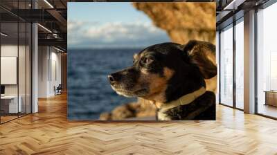 A beautiful and small shiny fur black dachshund wiener sausage dog enjoying the shore coast sea in Mallorca island balearic spain during the golden hour on a warm sunny day with selective focus portra Wall mural