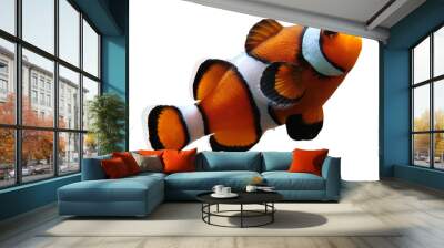 clownfish (isolated) Wall mural