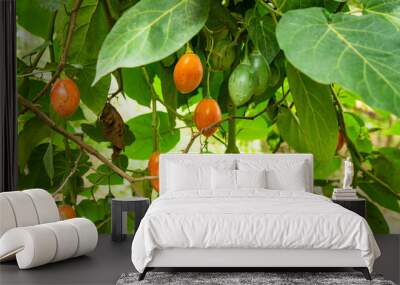 Solanum betaceum fruit on the tree - Tamarillo organic fruit Wall mural