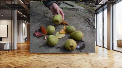 person washing pears in nature Wall mural