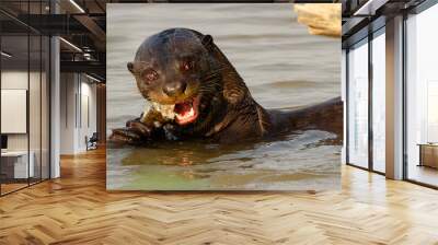 giant otter eating a fish Wall mural