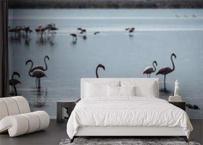 Greater Flamingos on a Lake in Ngorongoro Crater – A Stunning Display of Pink Elegance Wall mural