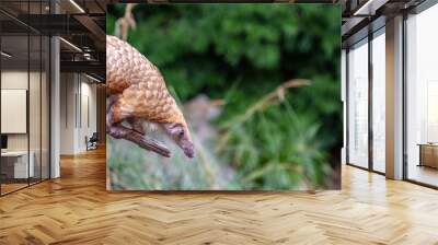 pangolin Wall mural