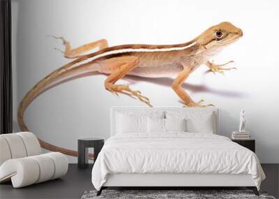 wild life photography Wall mural