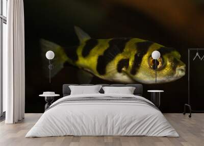 yellow tang fish Wall mural