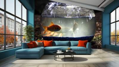 gold fish in fish tank Wall mural